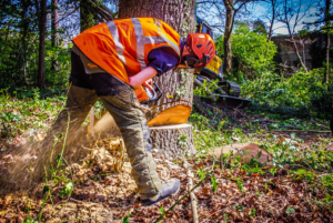 Tree Felling